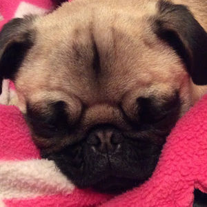 Meet your Posher, Shane